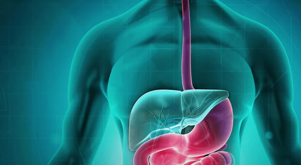 Пищеварительная система 1 - От ротовой полости до желудка