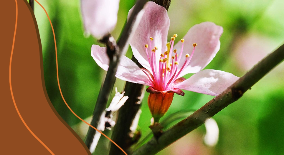 Строение растений