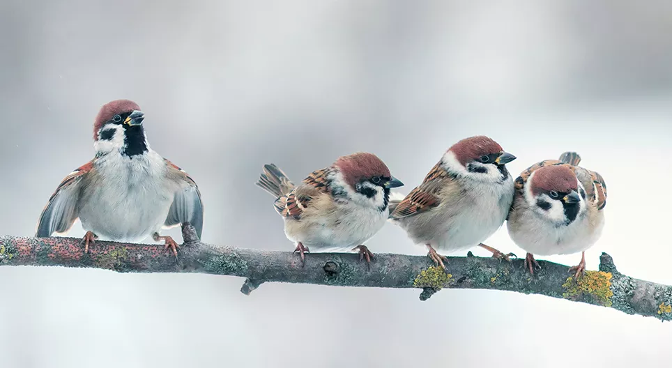 Как летают птицы? Часть 2