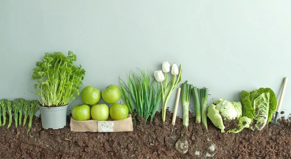 Семя или пдод?