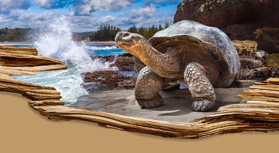 Самые долгоживущие виды