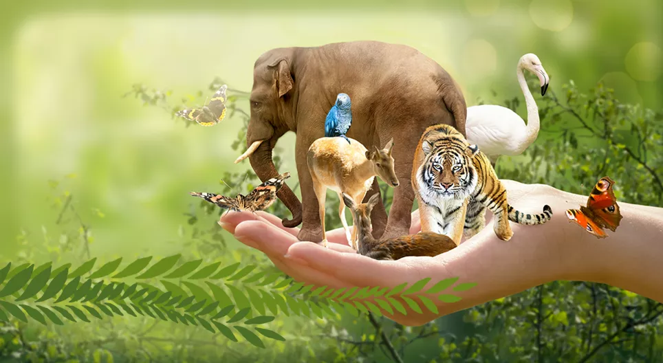 Xолбоо хамааралтай зүйлүүд