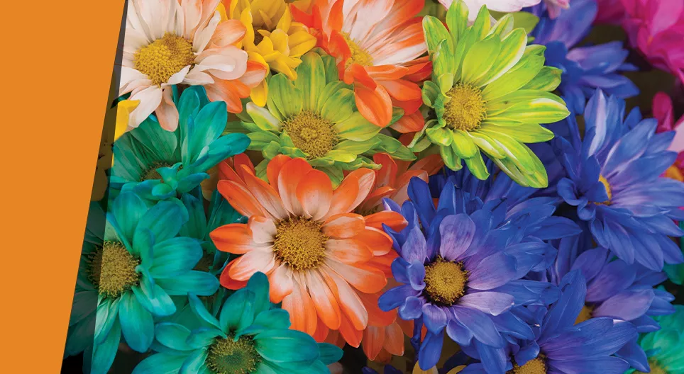 Лепестки тысячи цветов