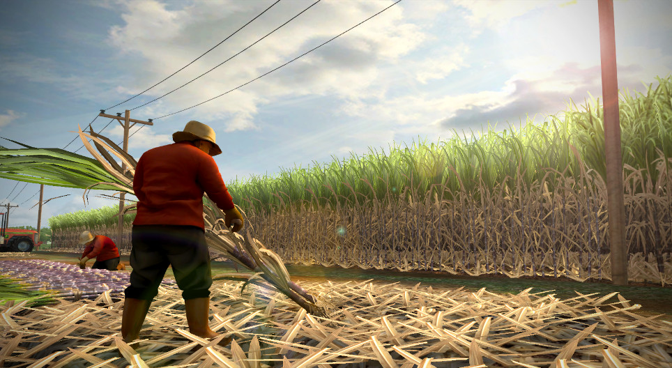 Сахарный тростник