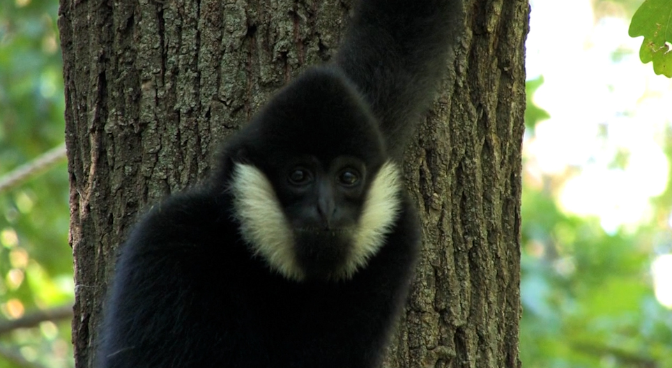 Образовательные видео