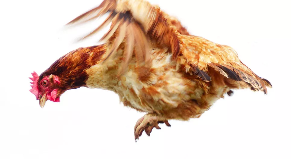 ลูกไก่บินได้หรือไม่