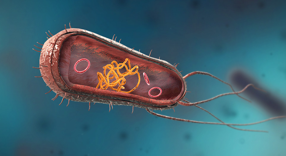 Bacteria (spheres, rods, spirals)