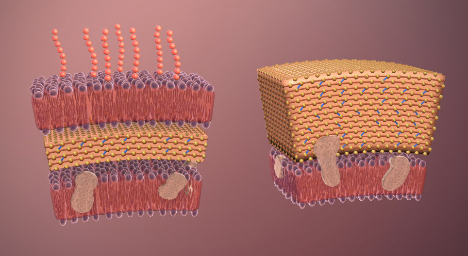 Bacteria (advanced)