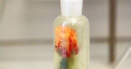 Odbarwianie róży gazem chlorowym