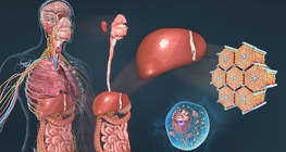 Levels of biological organisation