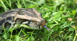 Tigrispiton