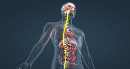 Adrenaline (advanced)