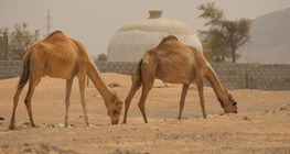 الصحراء