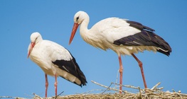 The white stork