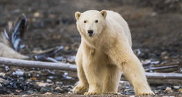 Die Tiere der Polargebiete