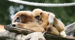 Gibbonfélék