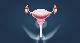 Female reproductive system (intermediate)