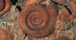 Złoty stosunek w malarstwie