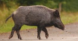 The wild boar