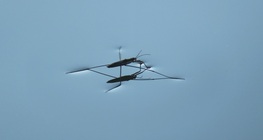 The common pond skater