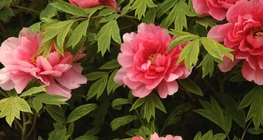 The tree peony