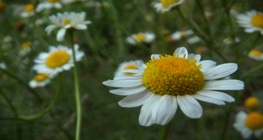 Chamomile