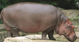Törpevíziló