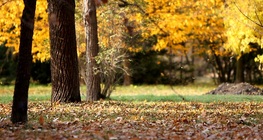 Różnorodność lasów