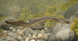 European river lamprey