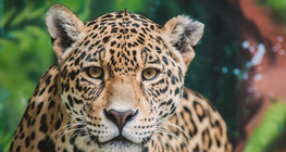 Jaguár