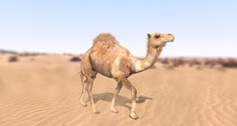 Dromedary