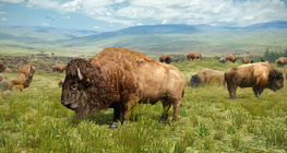 American bison