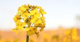 The rapeseed