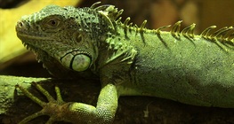 The green iguana
