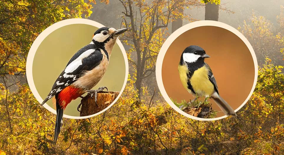 Ağaçta yuvalayan kuşlar